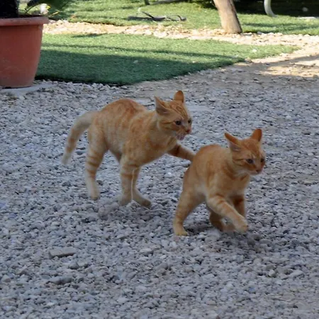 Dimora Dei Cardinali アグローポリ